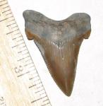 Beautiful Summerville Angustidens Shark Tooth